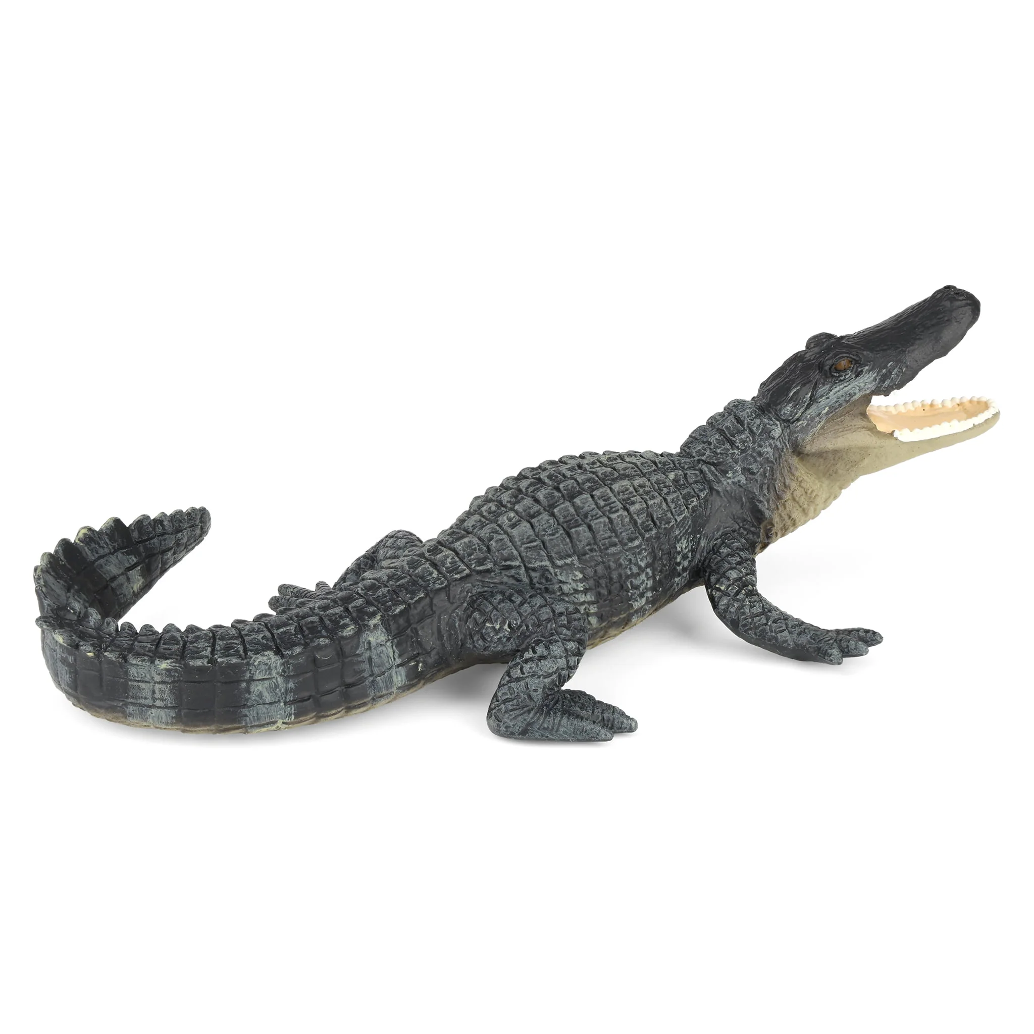 Alligator by Safari - Image 4