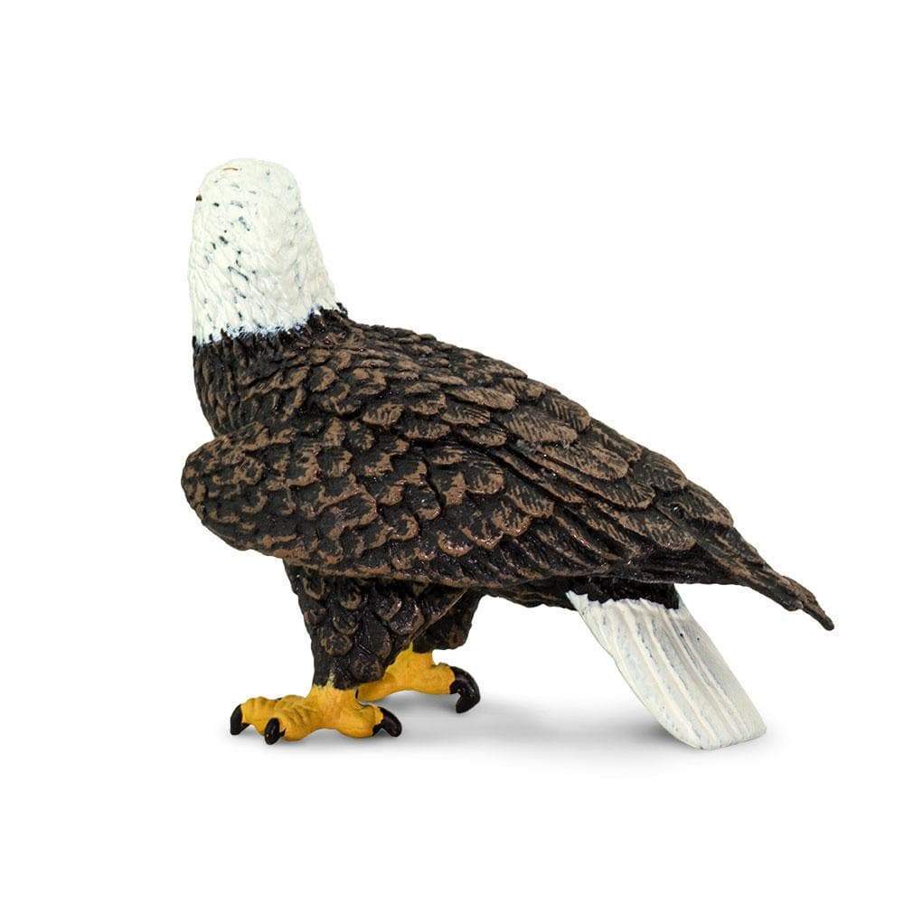Bald Eagle by Safari - Image 2